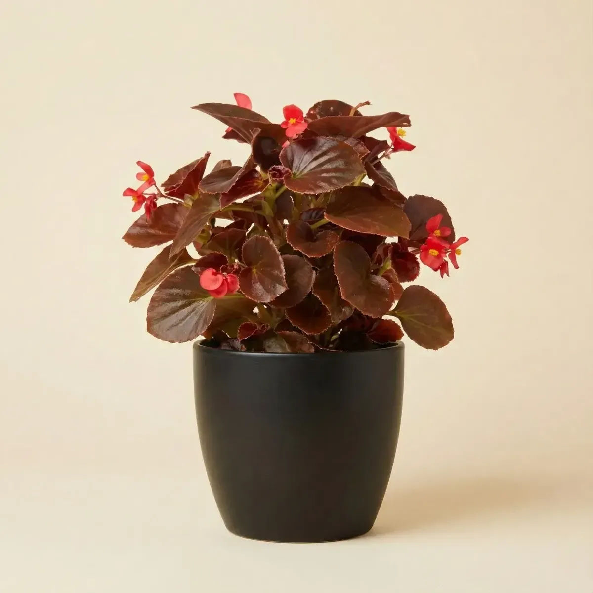 Wax Begonia (Red)