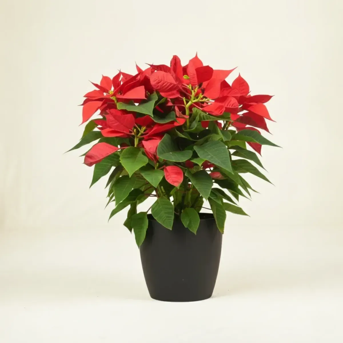 Poinsettia (Red)
