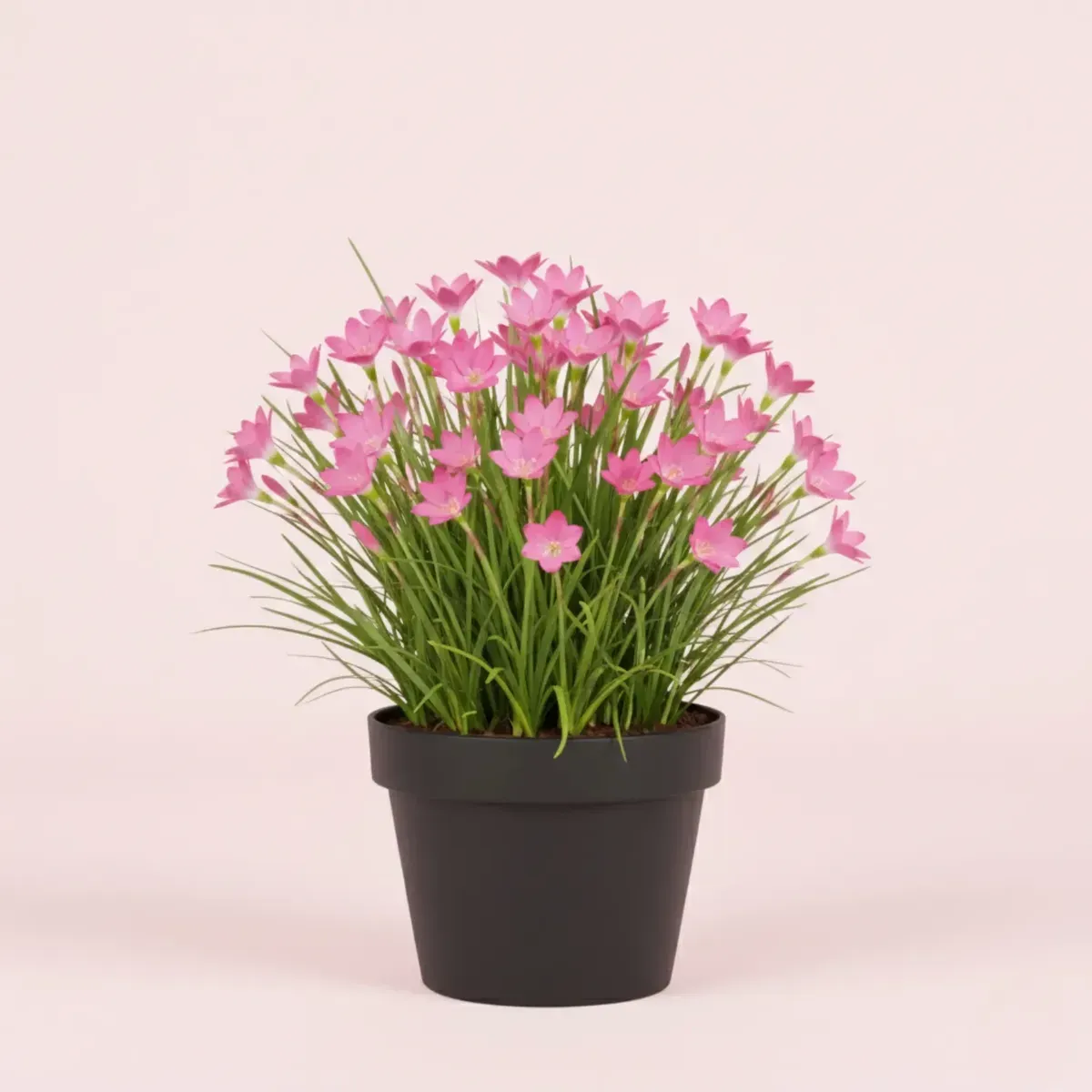 Rain Lily (Pink)