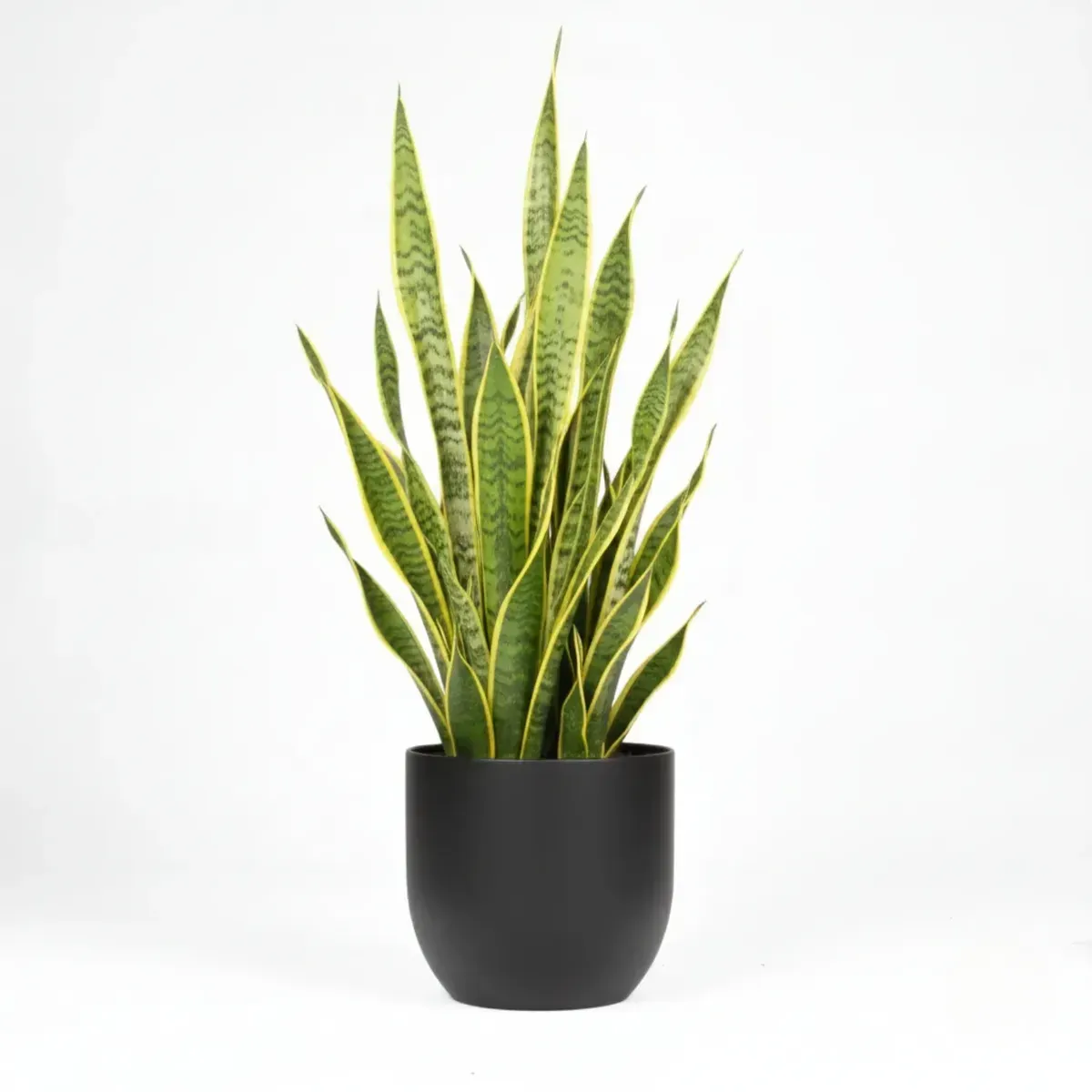 Snake Plant