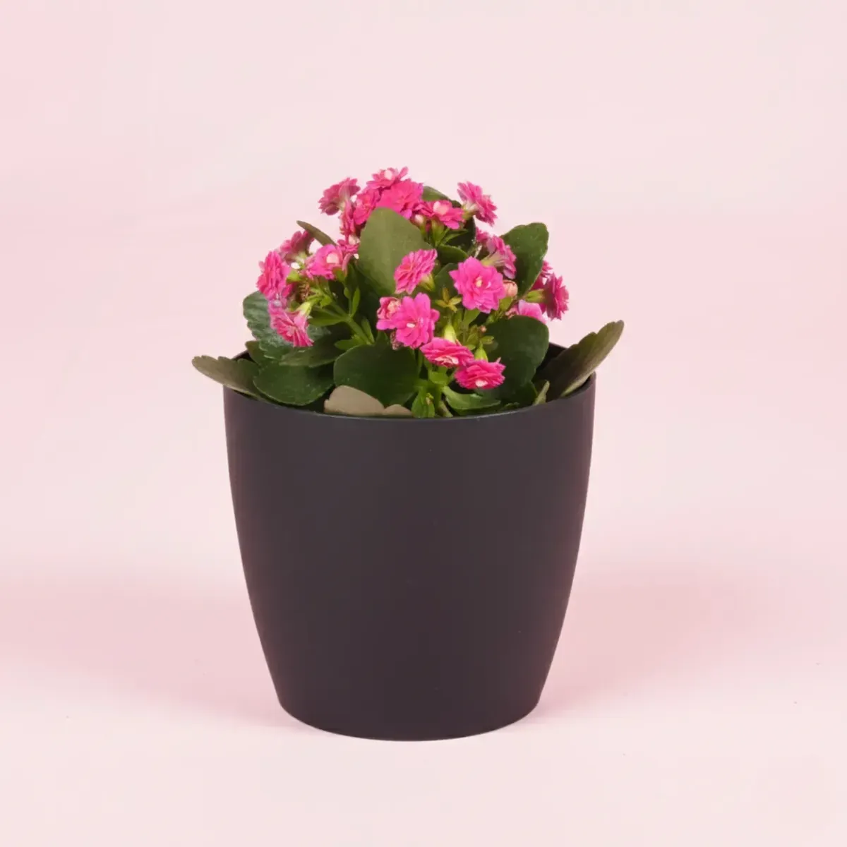 Kalanchoe (Pink)