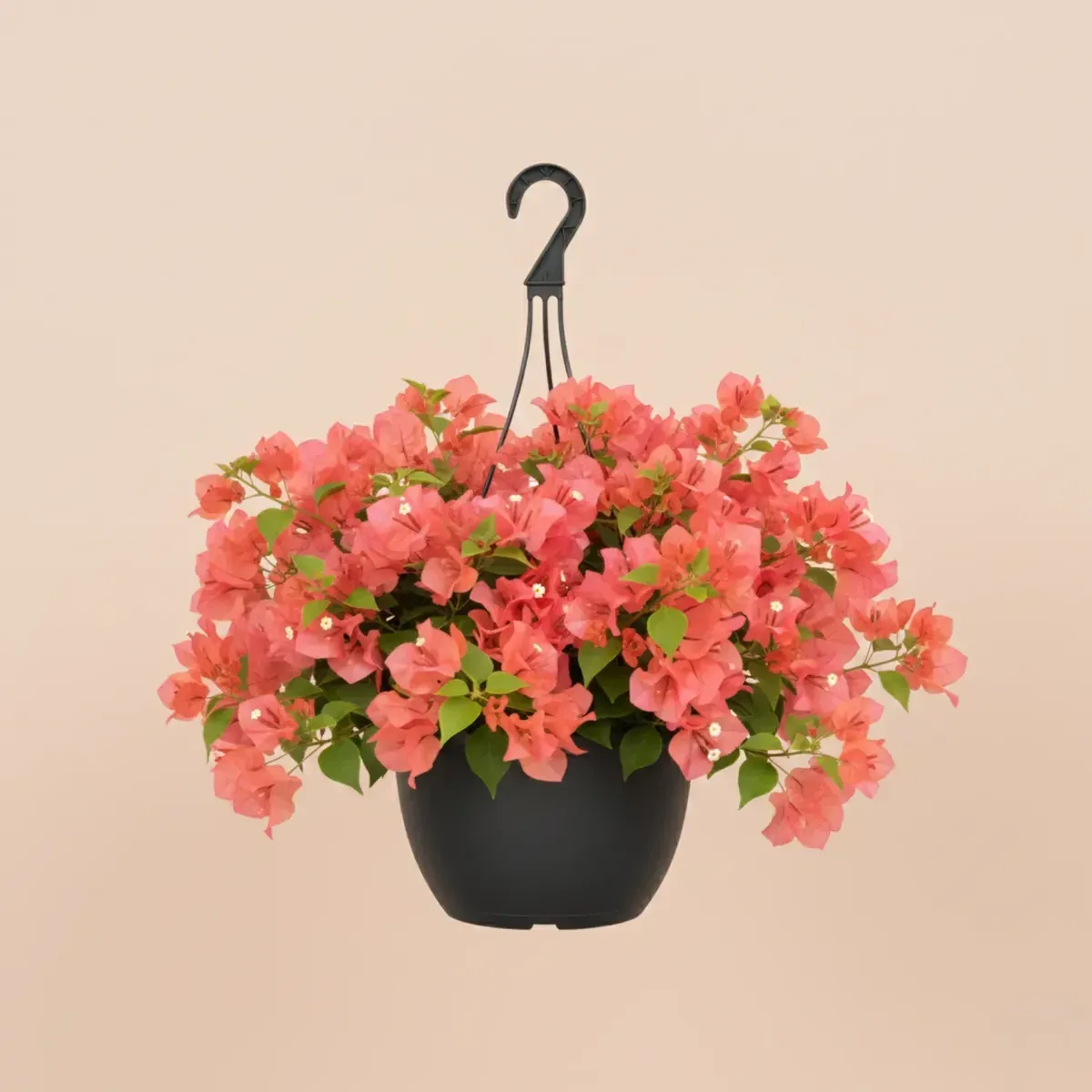 Bougainvillea (Peach)