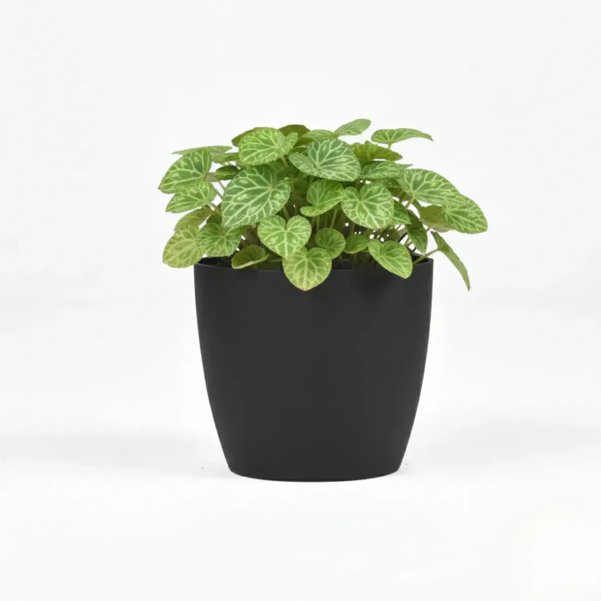 Watermelon Peperomia