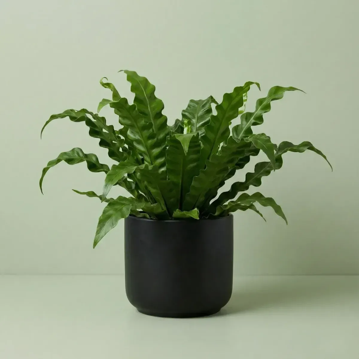 Cobra Fern