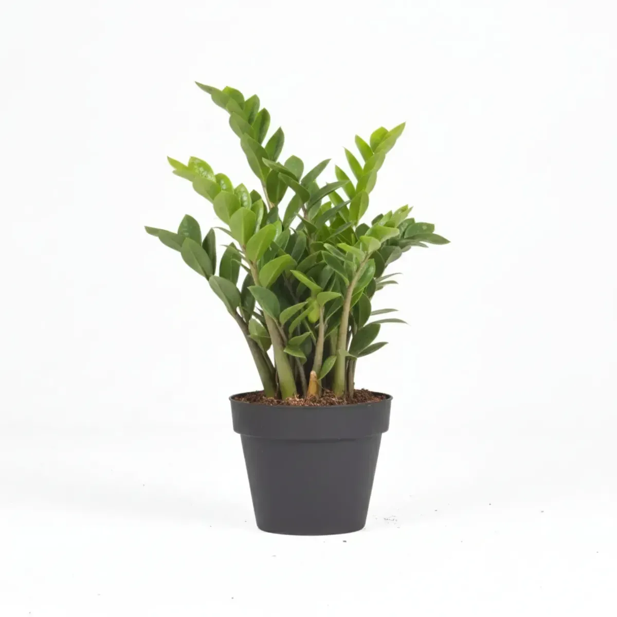 ZZ Plant