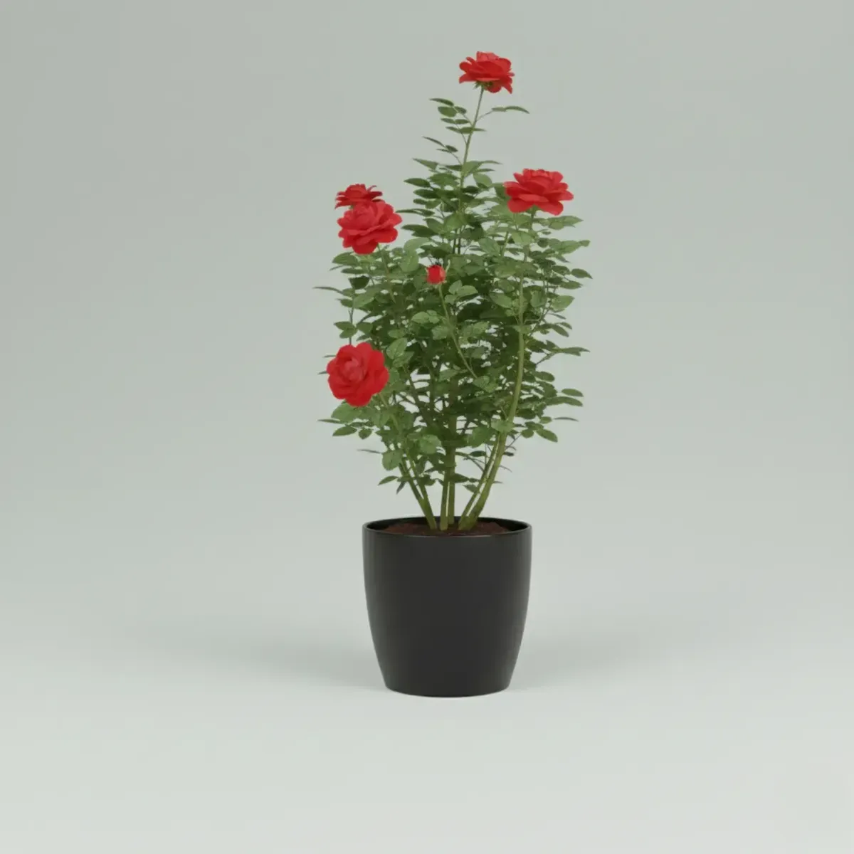 Rose Plant (Red)