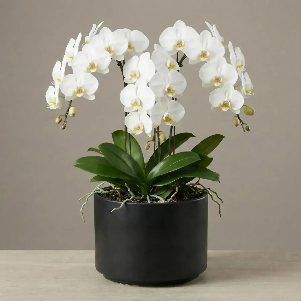 Orchid (White)