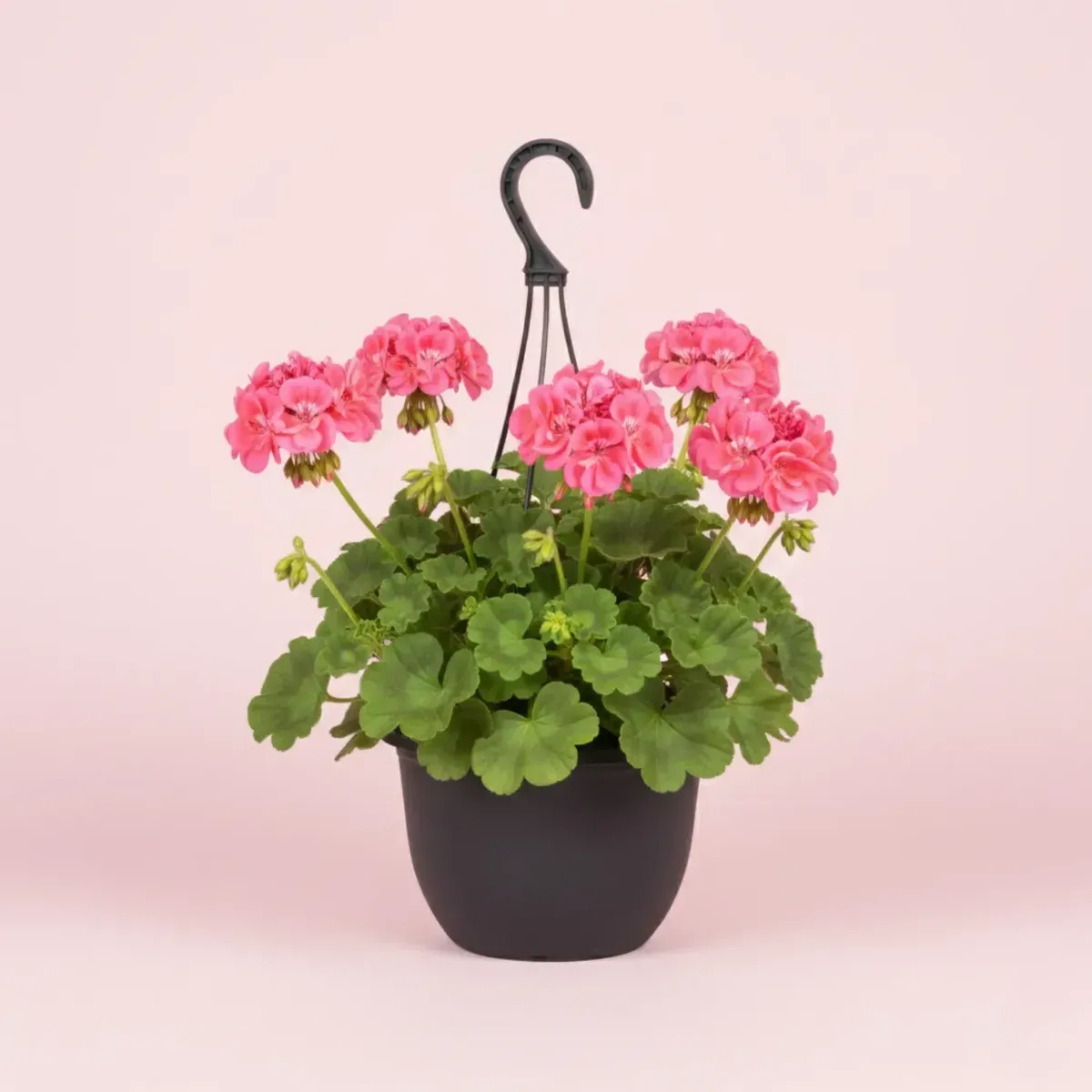 Geranium (Pink)