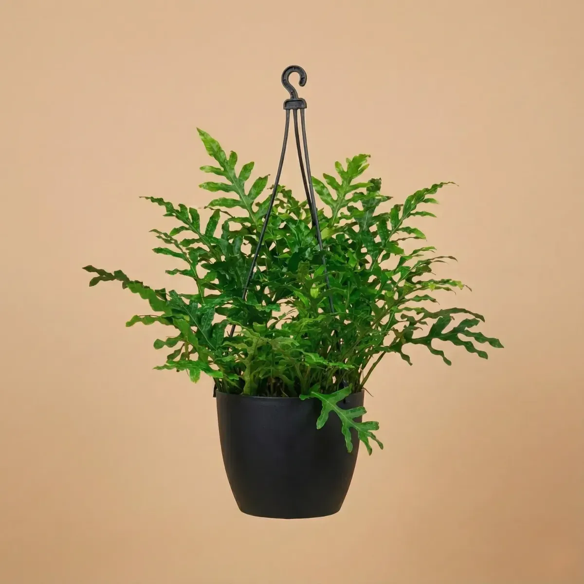 Boston Fern