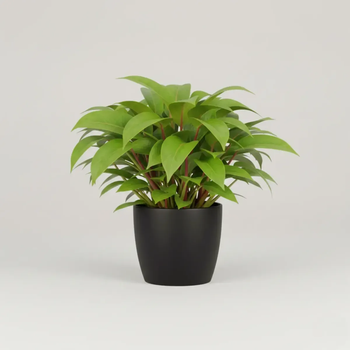 Philodendron Red