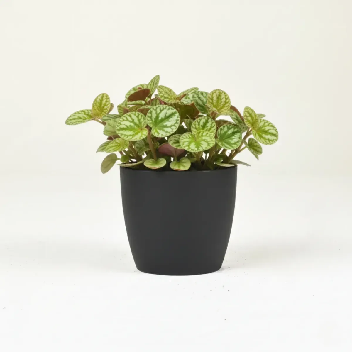 Peperomia