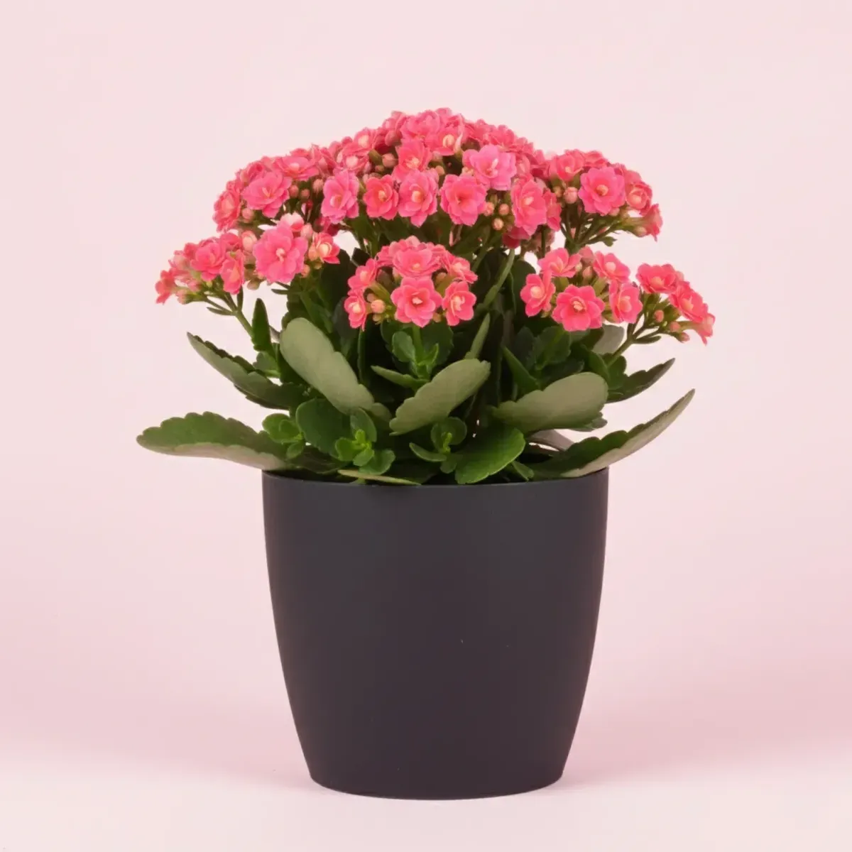 Kalanchoe (Peach)