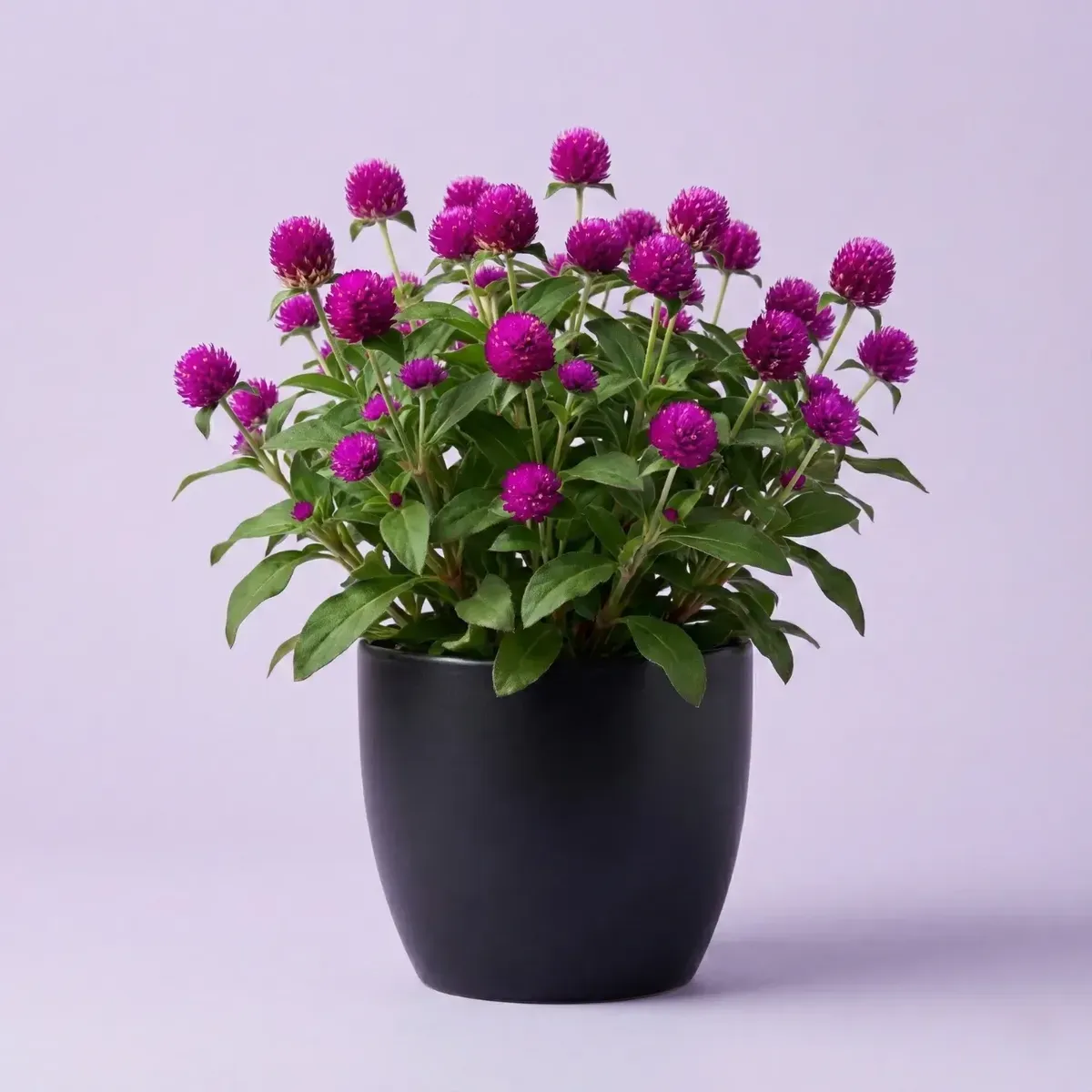Globe Amaranth