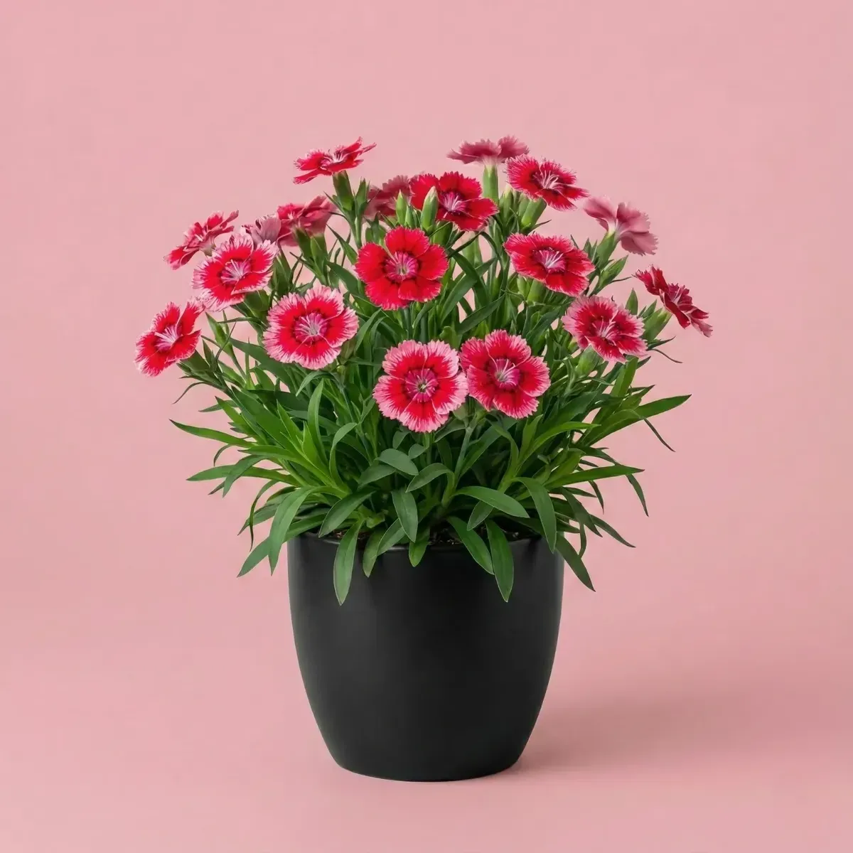 Dianthus (Pink Dual)