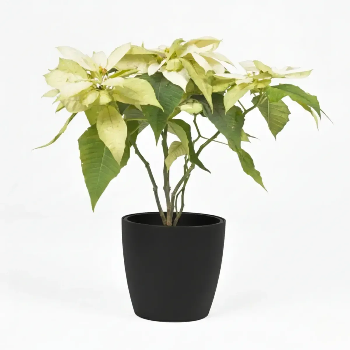 Poinsettia (White)