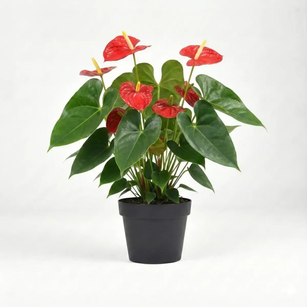 Anthurium (Red)