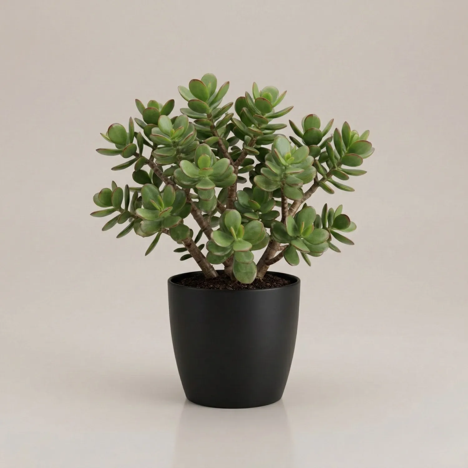 Jade Plant