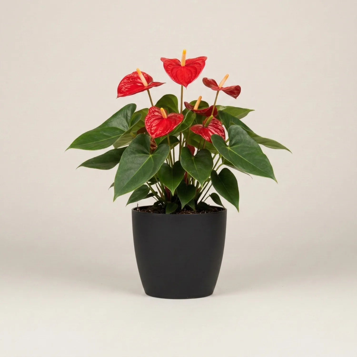Anthurium (Red) Plant