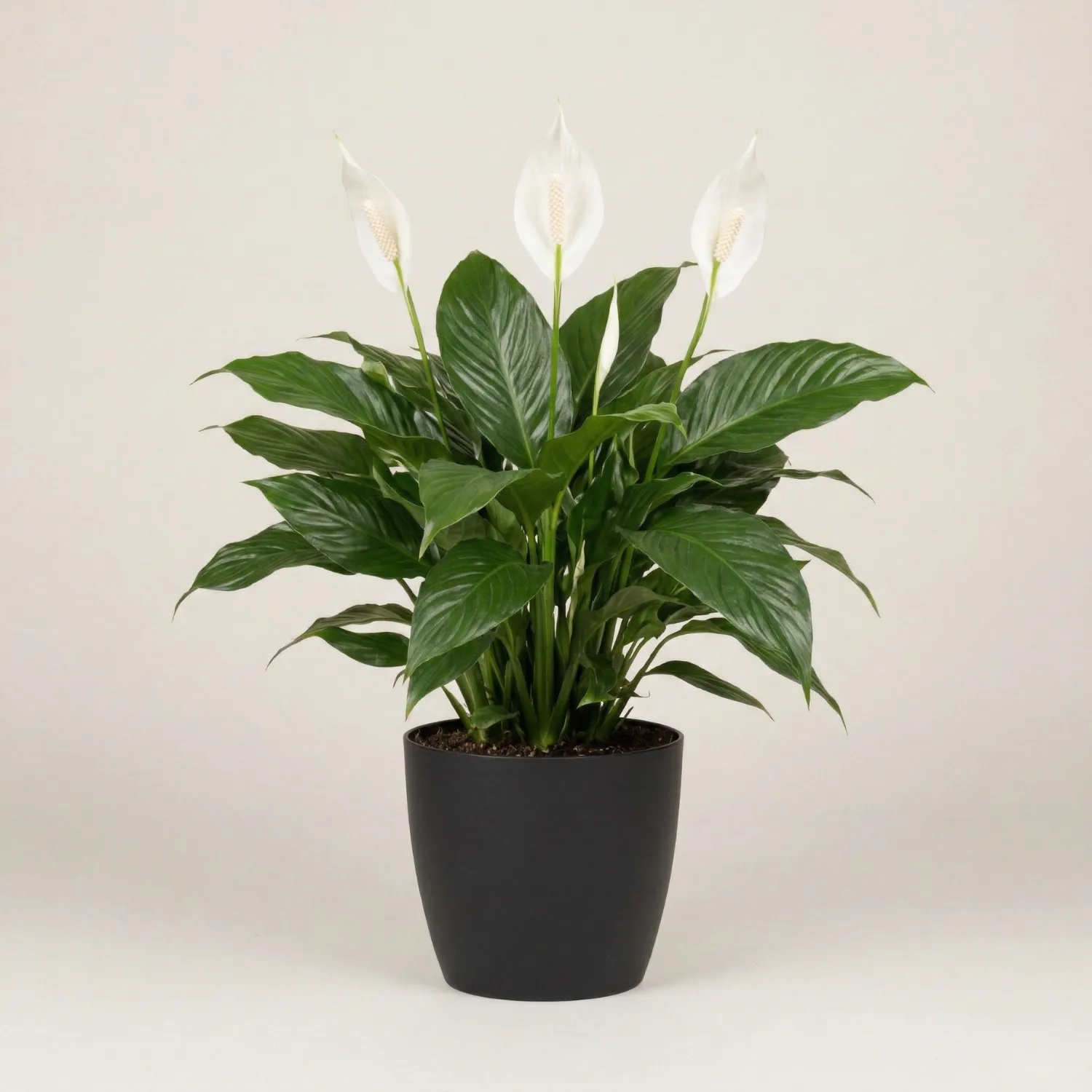 Peace Lily