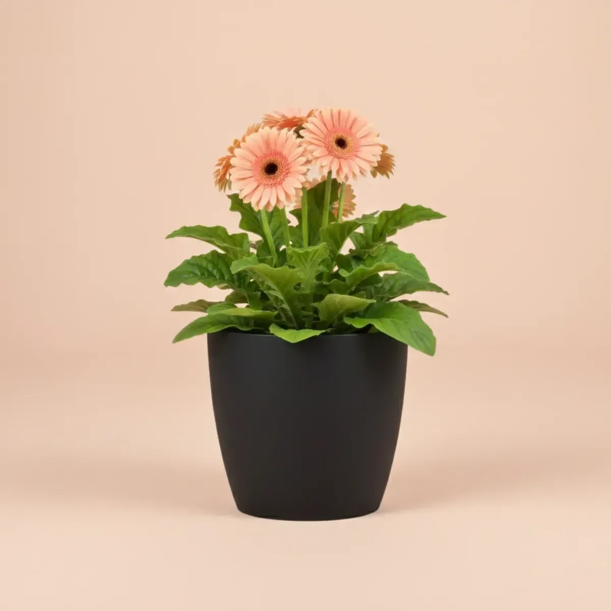 Gerbera Daisy (Peach)