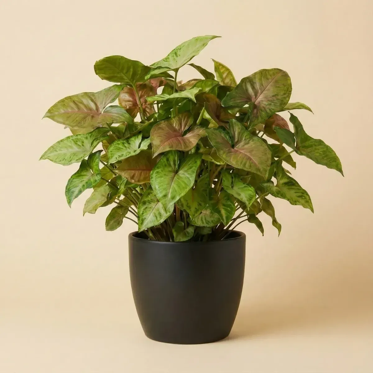 SyngoniumRegular-NB/NP