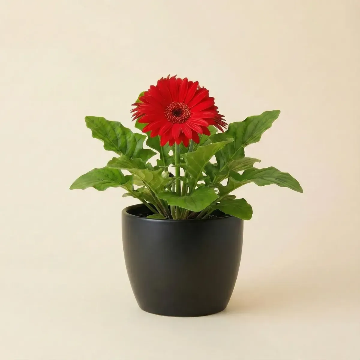Gerbera Daisy
