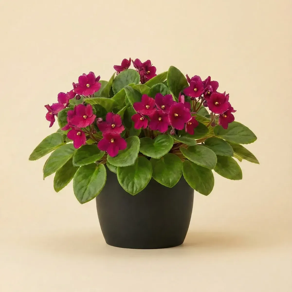 African Violet (Pink)