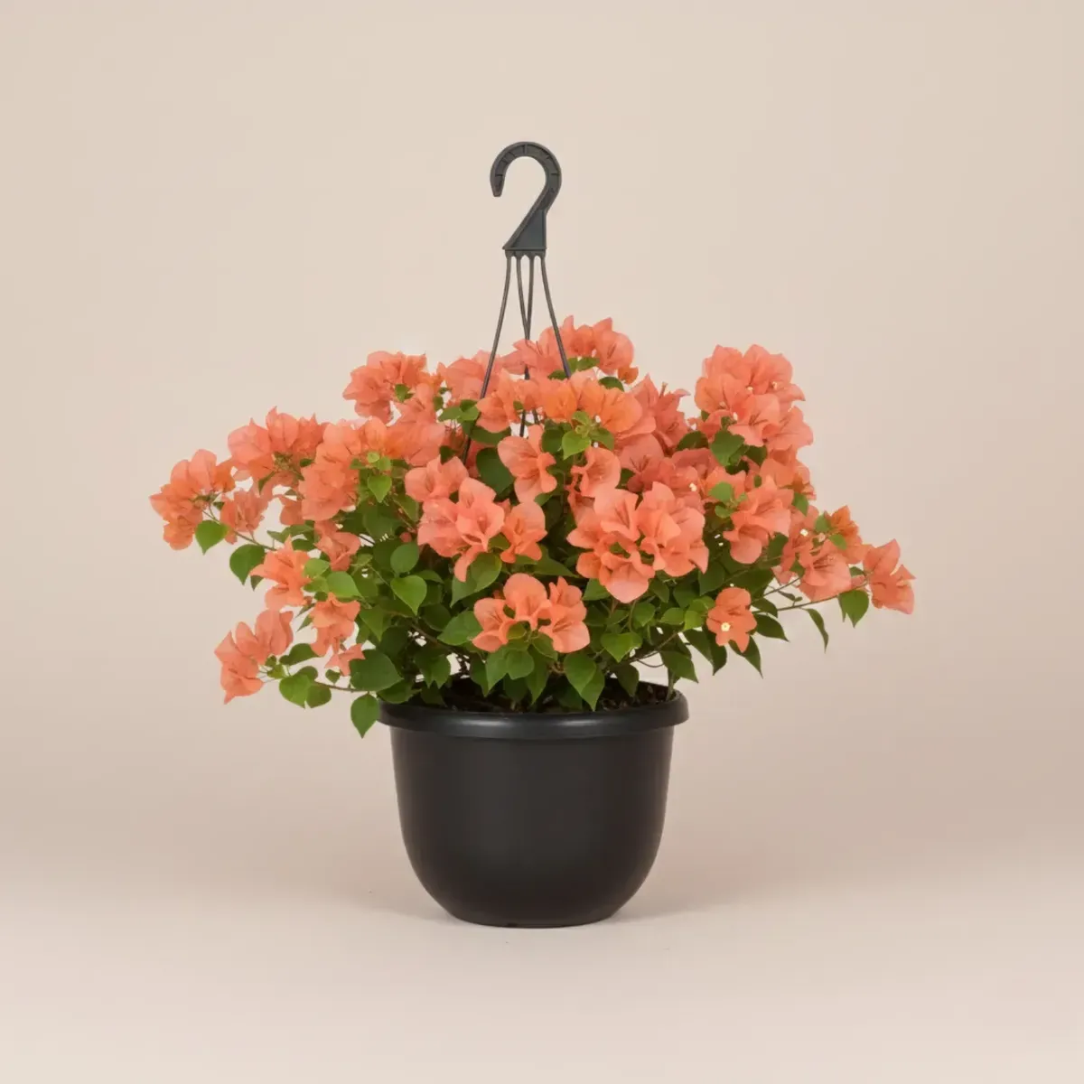 Bougainvillea (Orange)Regular-NB/NP