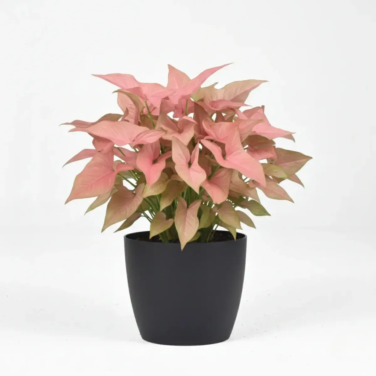 Pink SyngoniumRegular-NB/NP