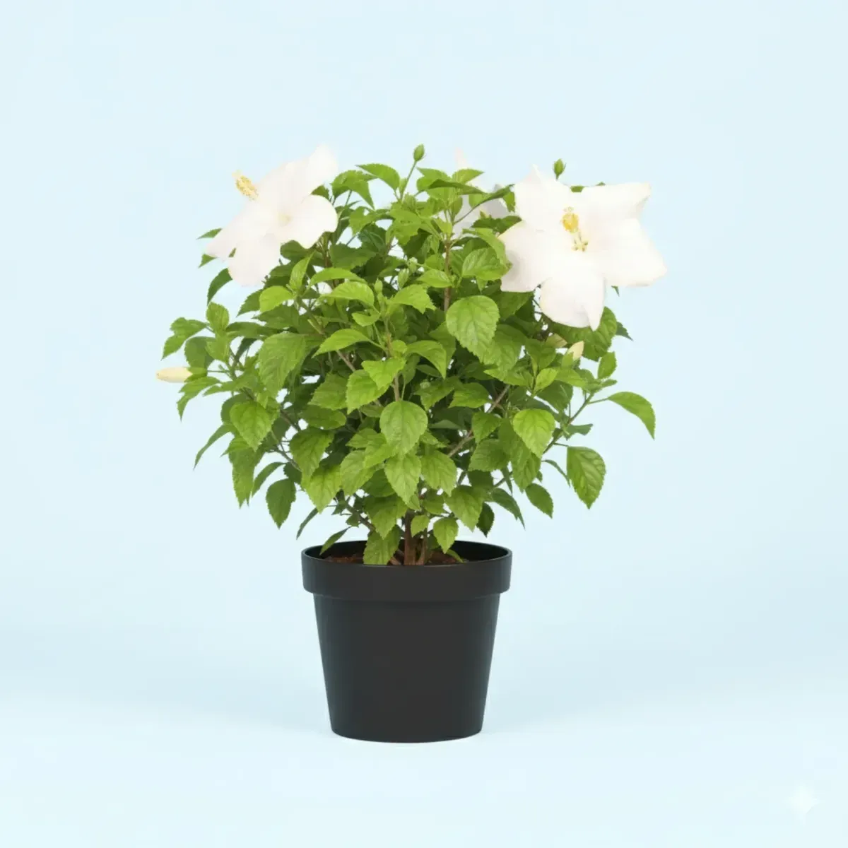 Hibiscus (White)Regular-NB/NP