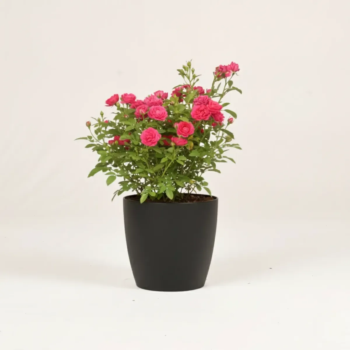 Button Rose (Dark Pink)