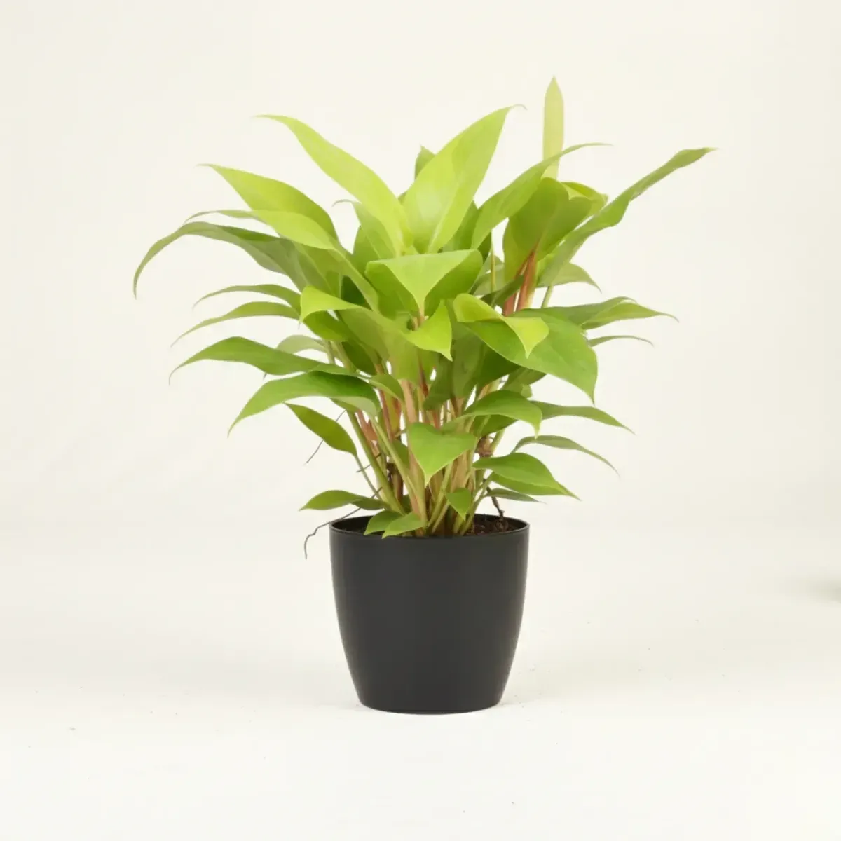 Ceylon BeautyRegular-NB/NP