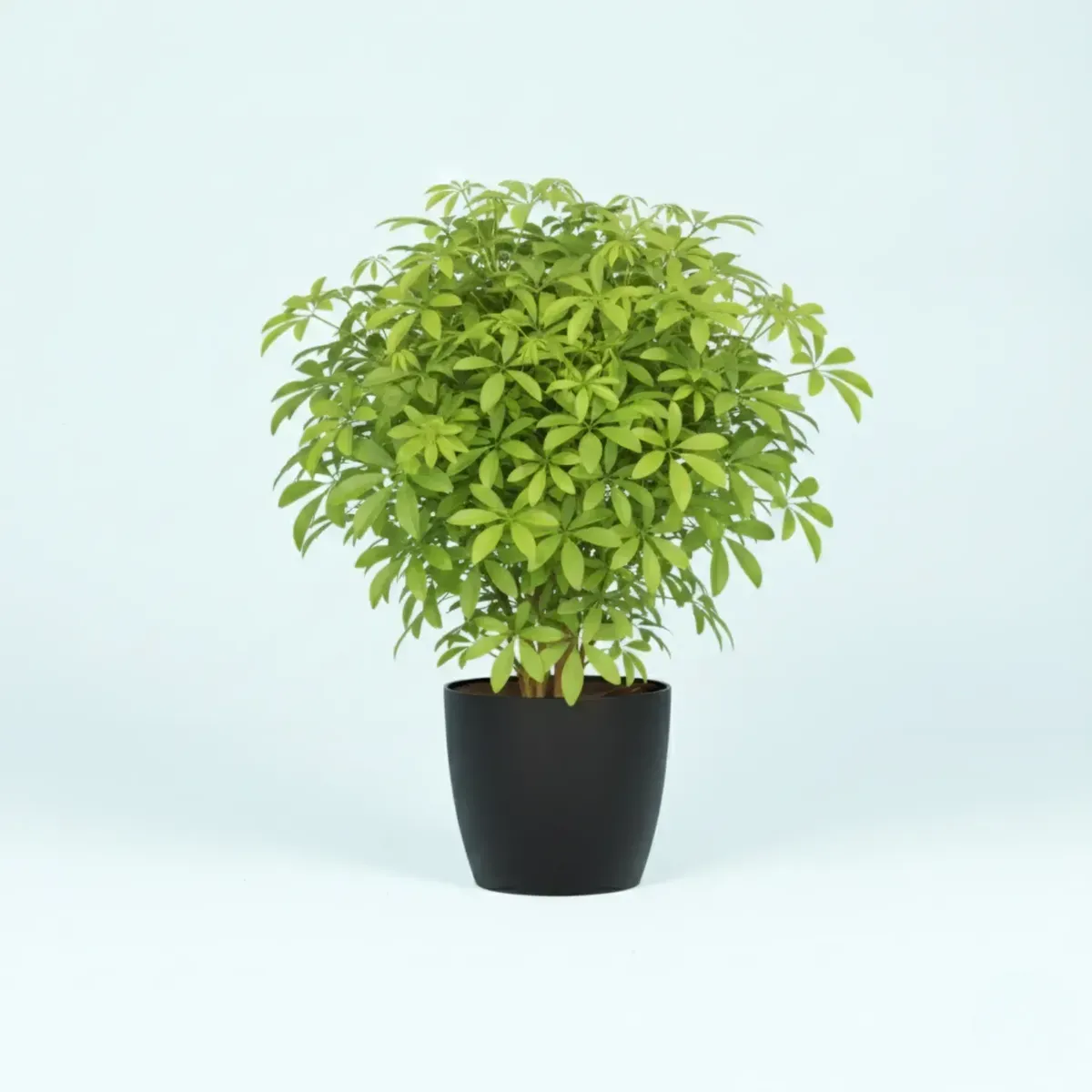 Umbrella Tree (schefflera)Regular-NB/NP