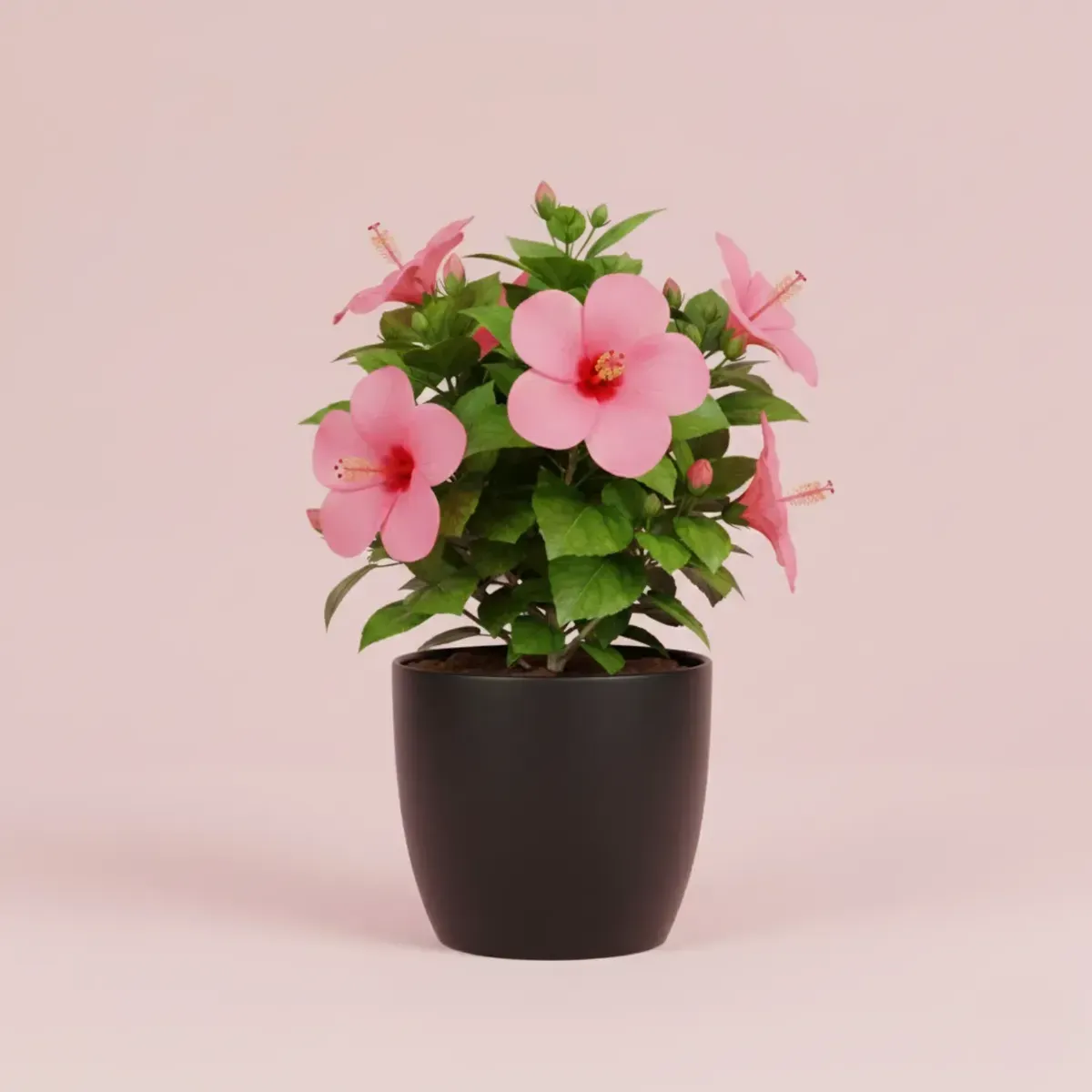 Hibiscus (Pink)Regular-NB/NP