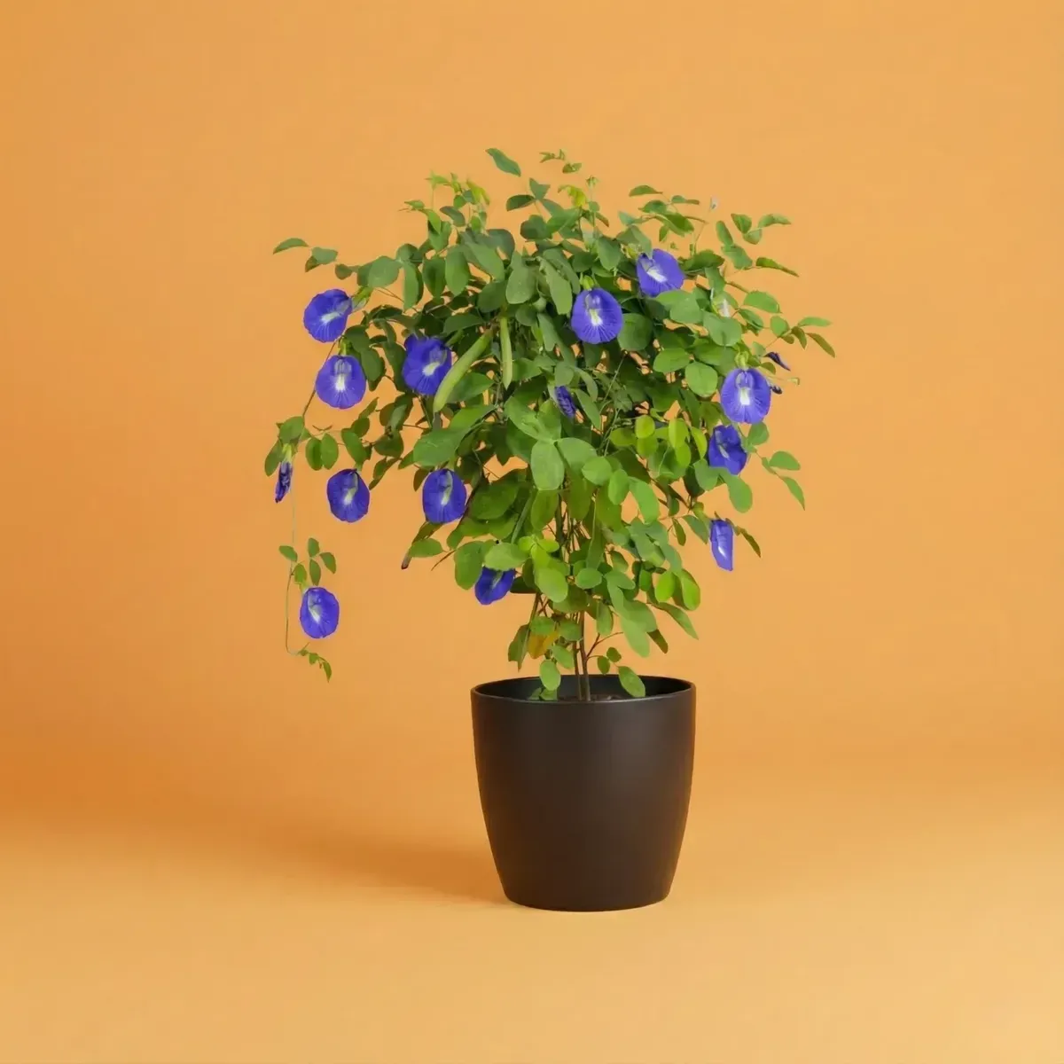 ClitoriaRegular-NB/NP