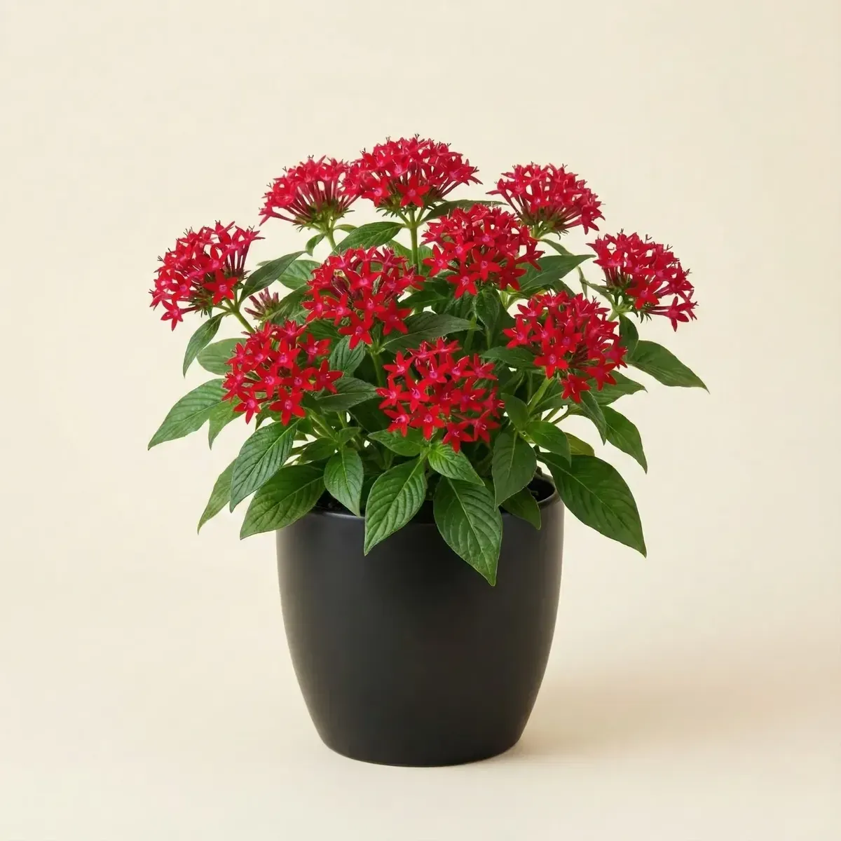 Pentas (Red)