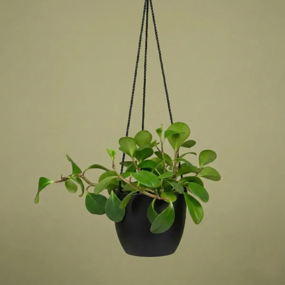 Peperomia ObtusifoliaRegular-NB/NP