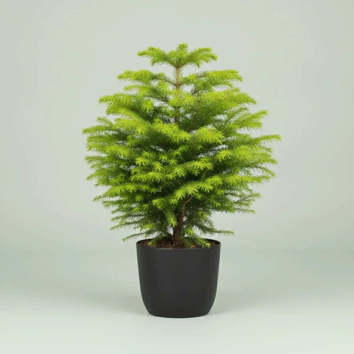 Christmas TreeRegular-NB/NP