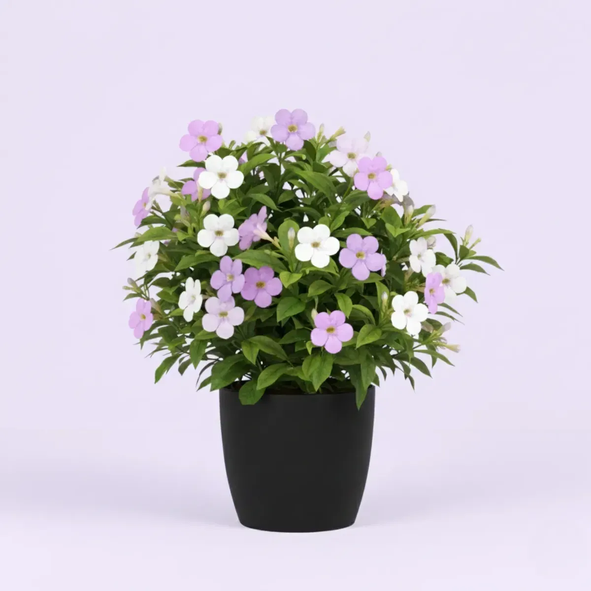 Yesterday Today TomorrowRegular-NB/NP