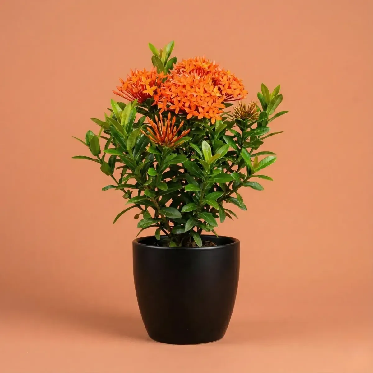 Ixora (Orange)Regular-NB/NP