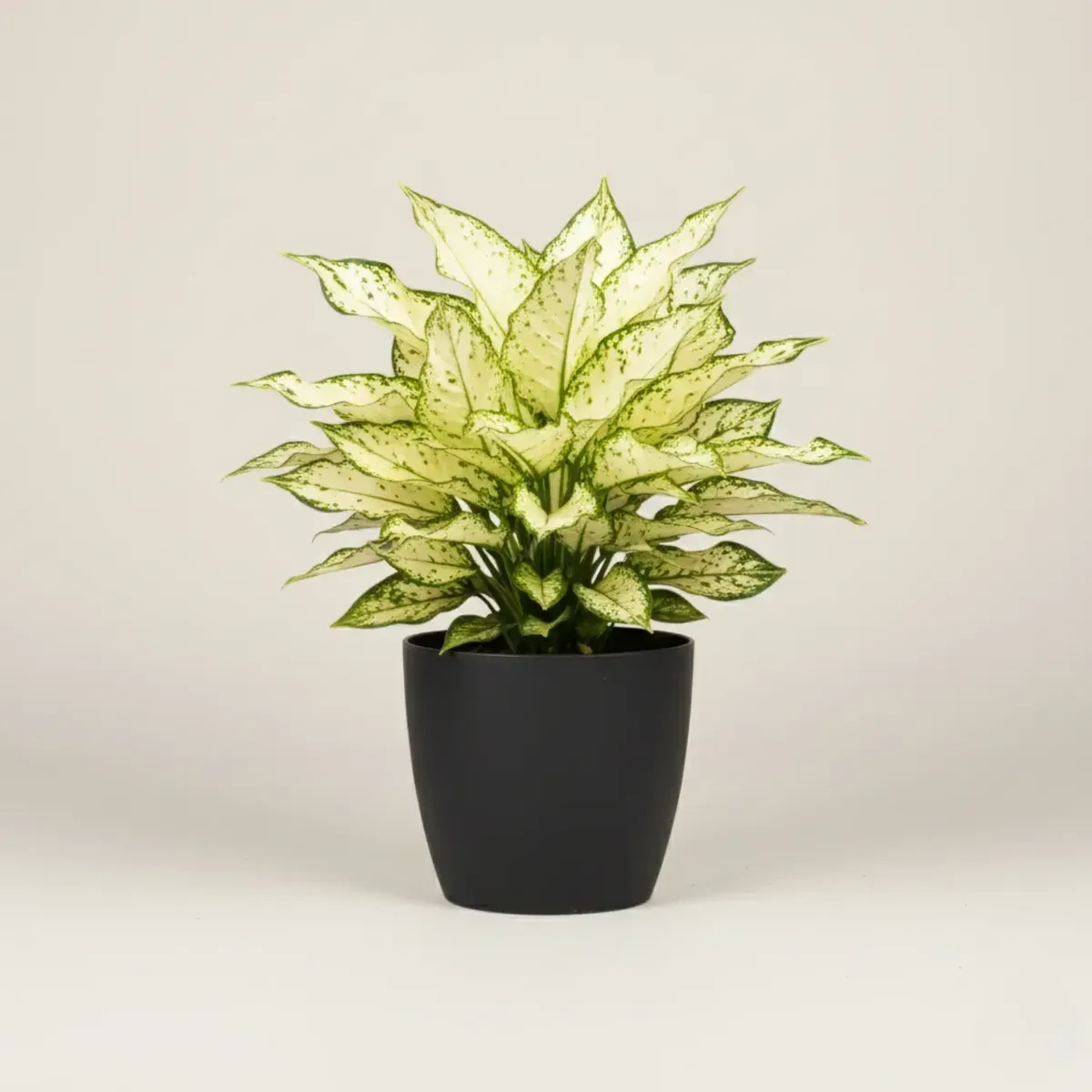 Aglaonema Snow WhiteRegular-NB/NP