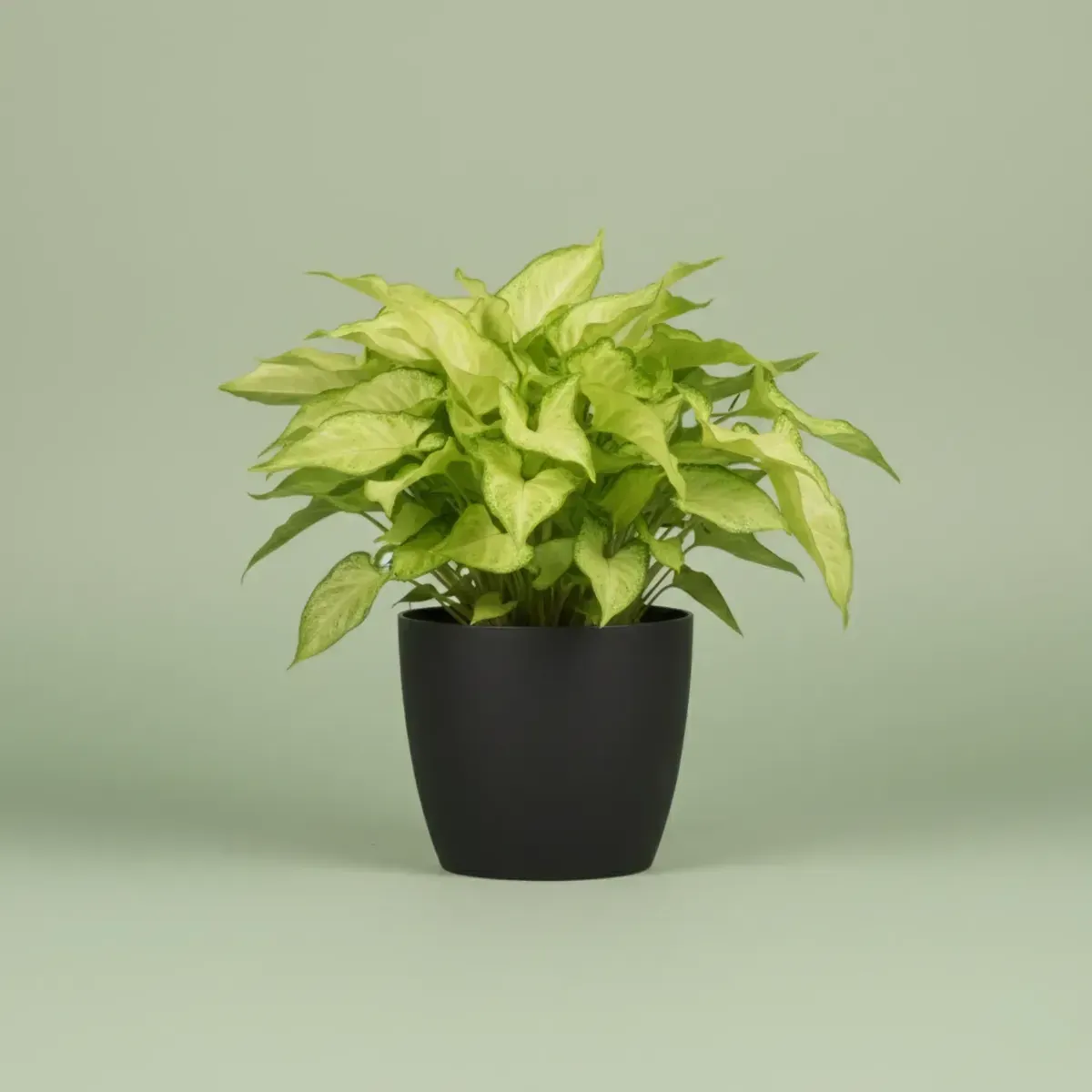 Syngonium GreenRegular-NB/NP