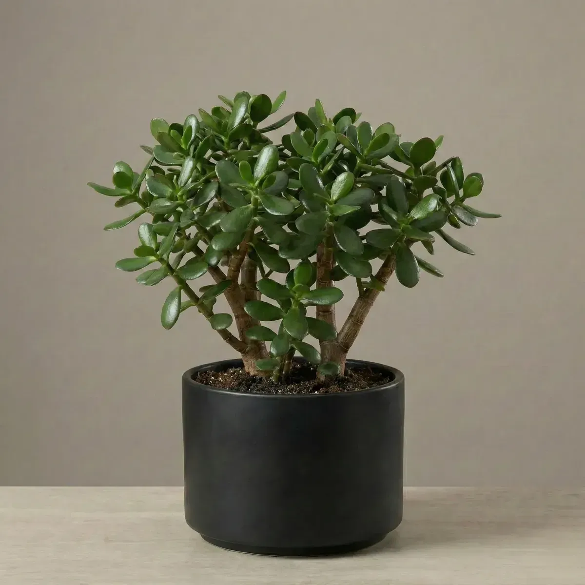 Jade PlantRegular-NB/NP