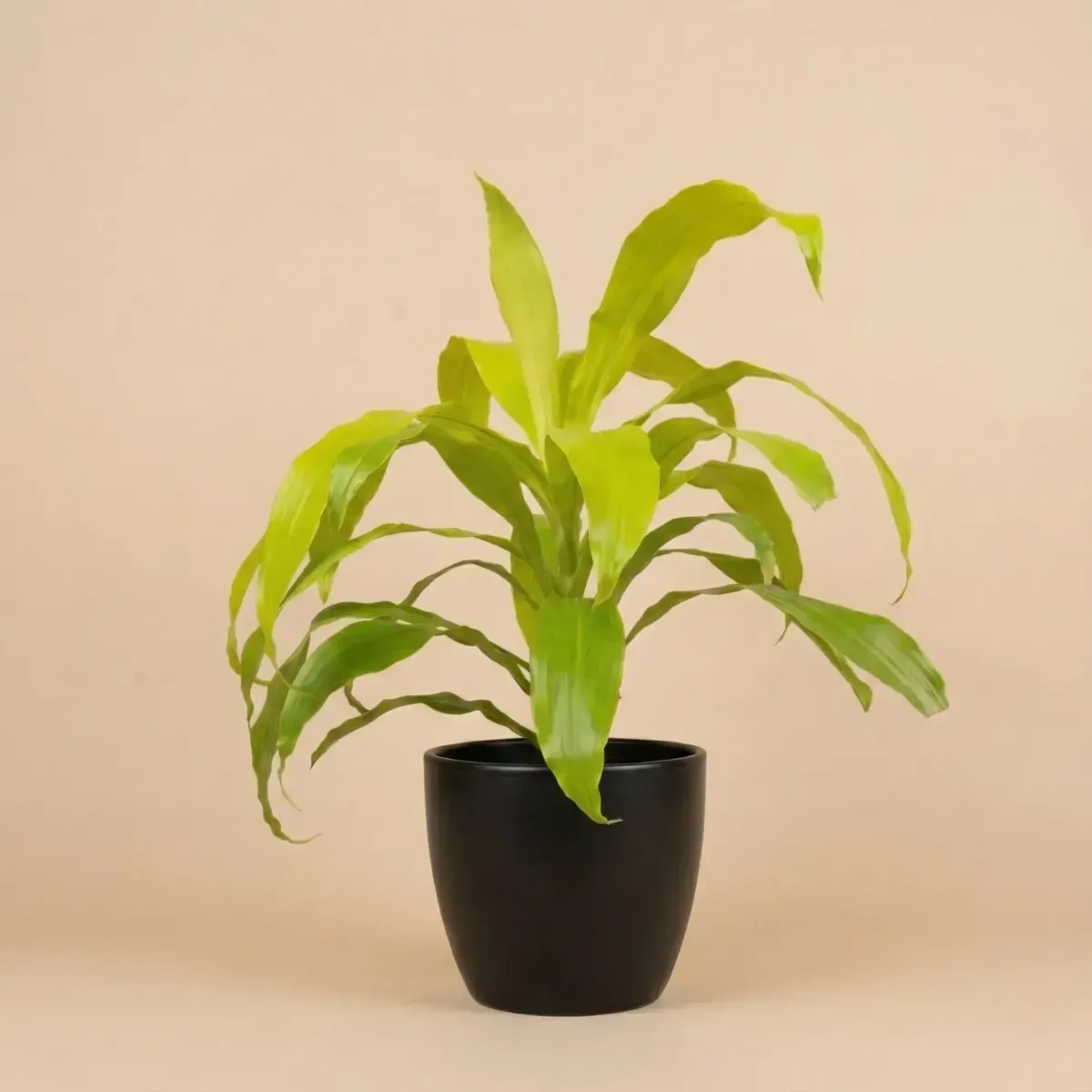 Dracaena LimelightRegular-NB/NP