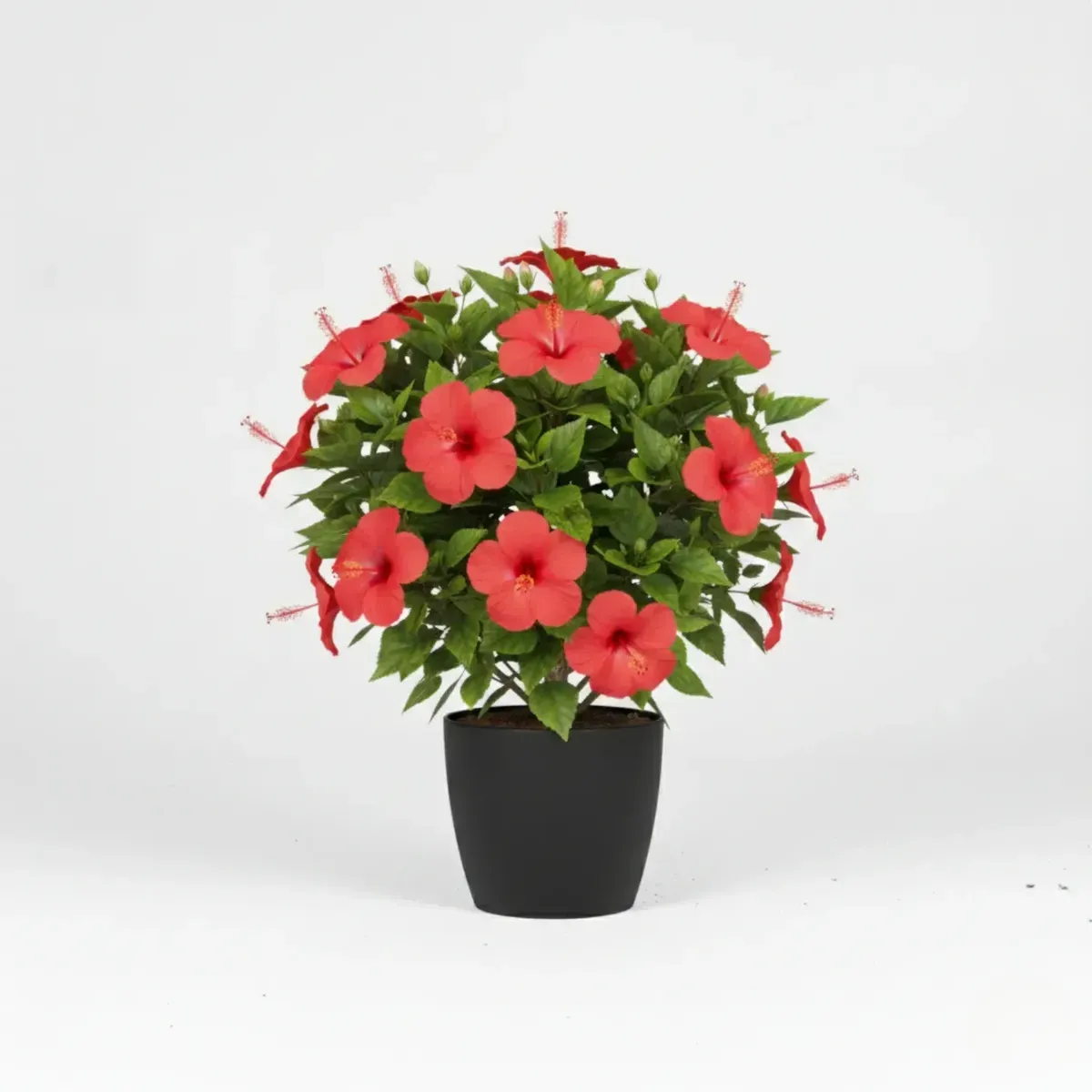 Hibiscus (Red)Regular-NB/NP