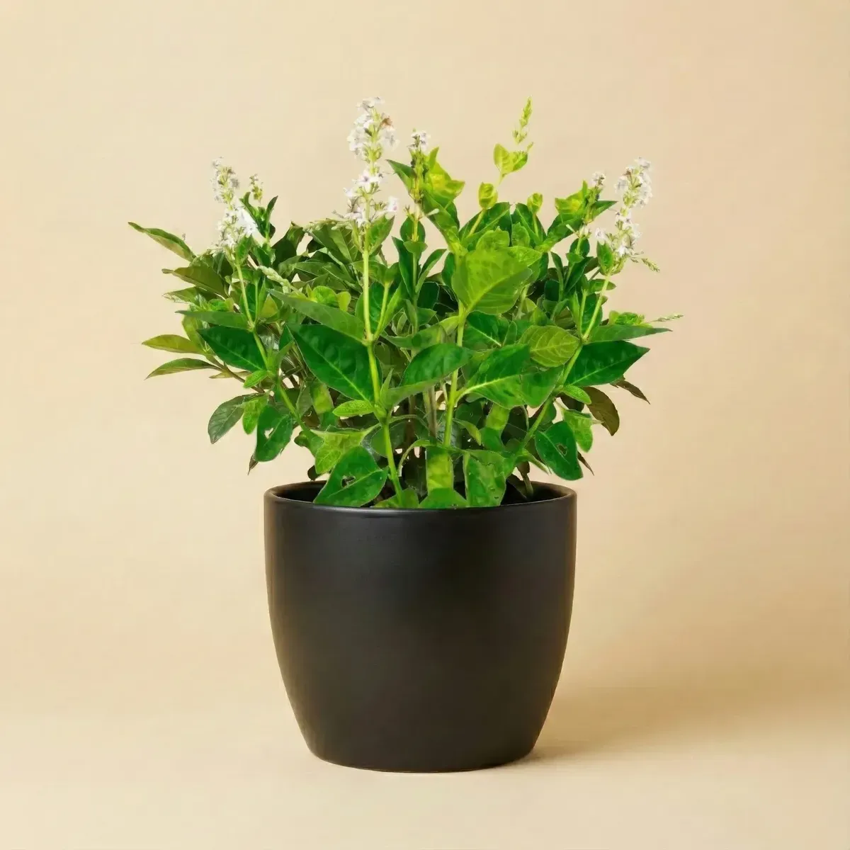 Japanese JasmineRegular-NB/NP