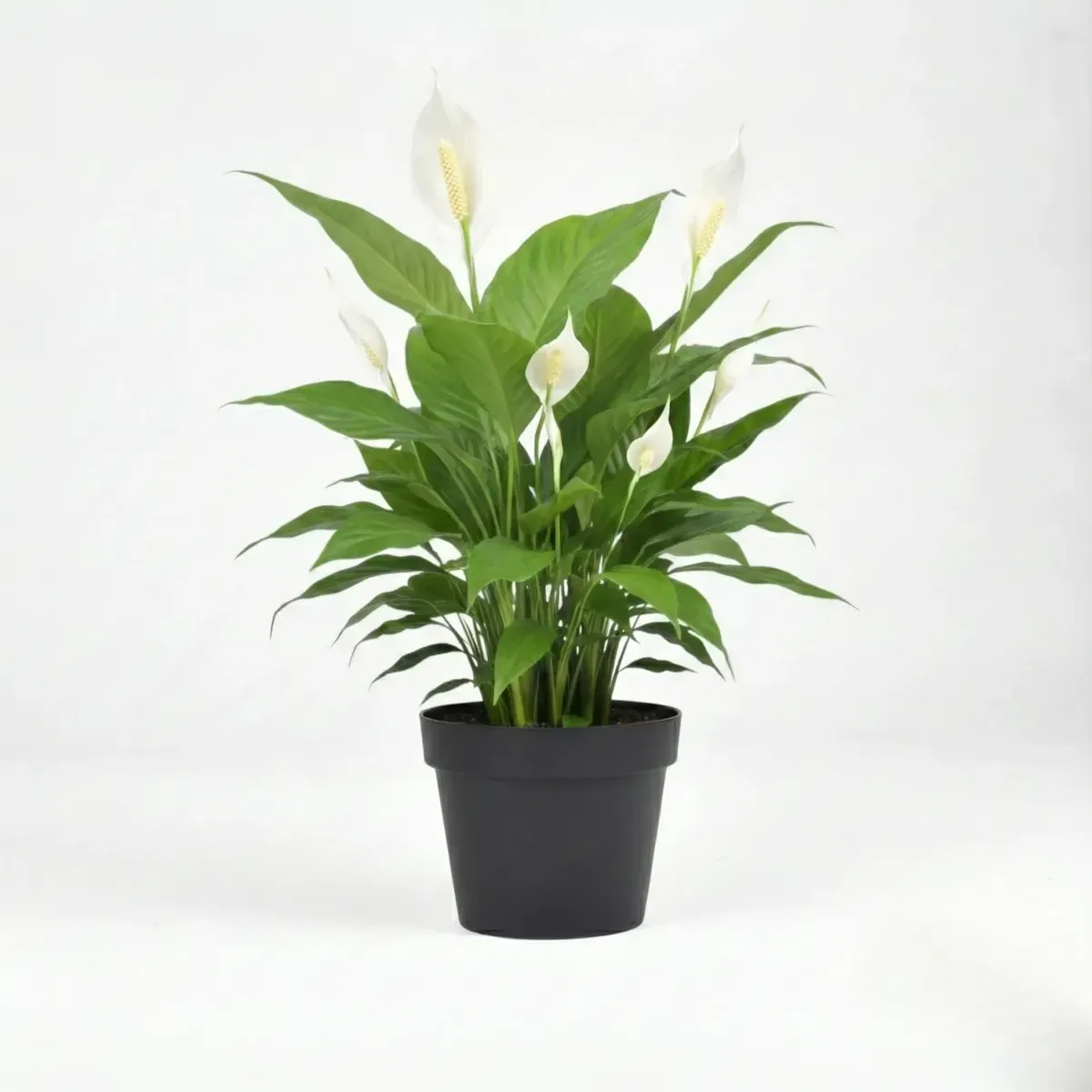 Peace LilyRegular-NB/NP