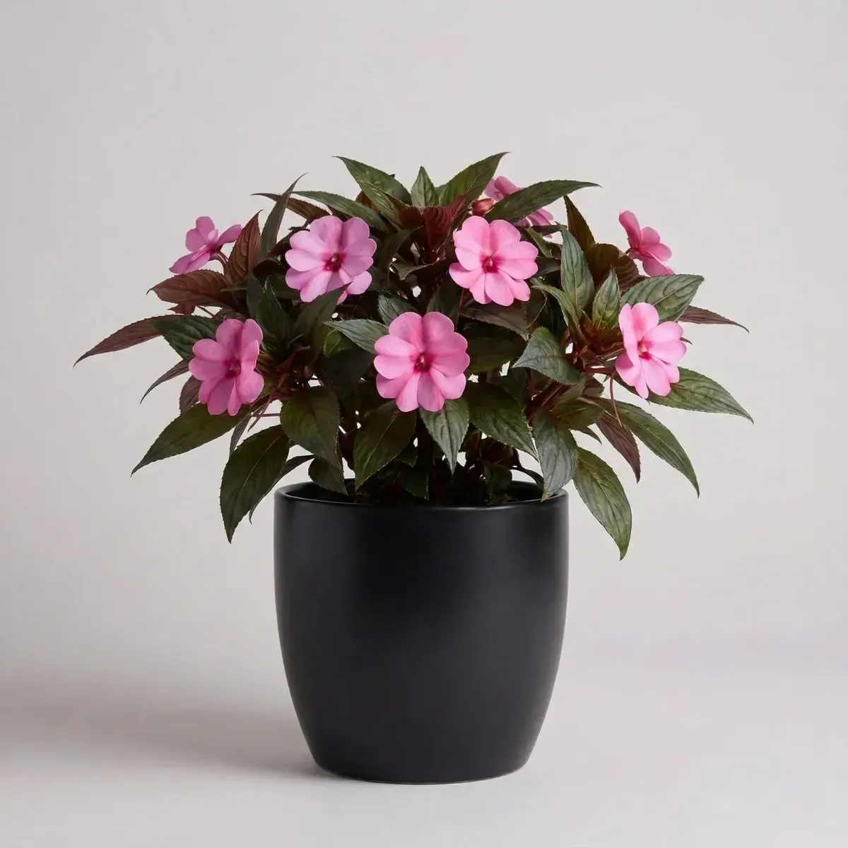 Impatiens (Pink)