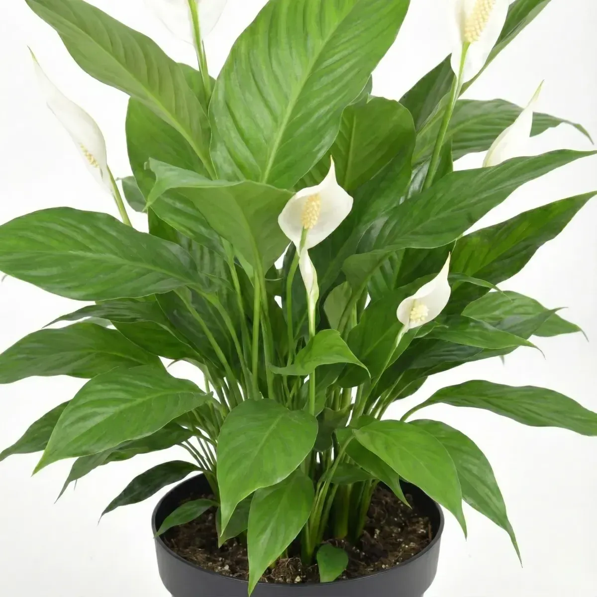Peace Lily Plant 3