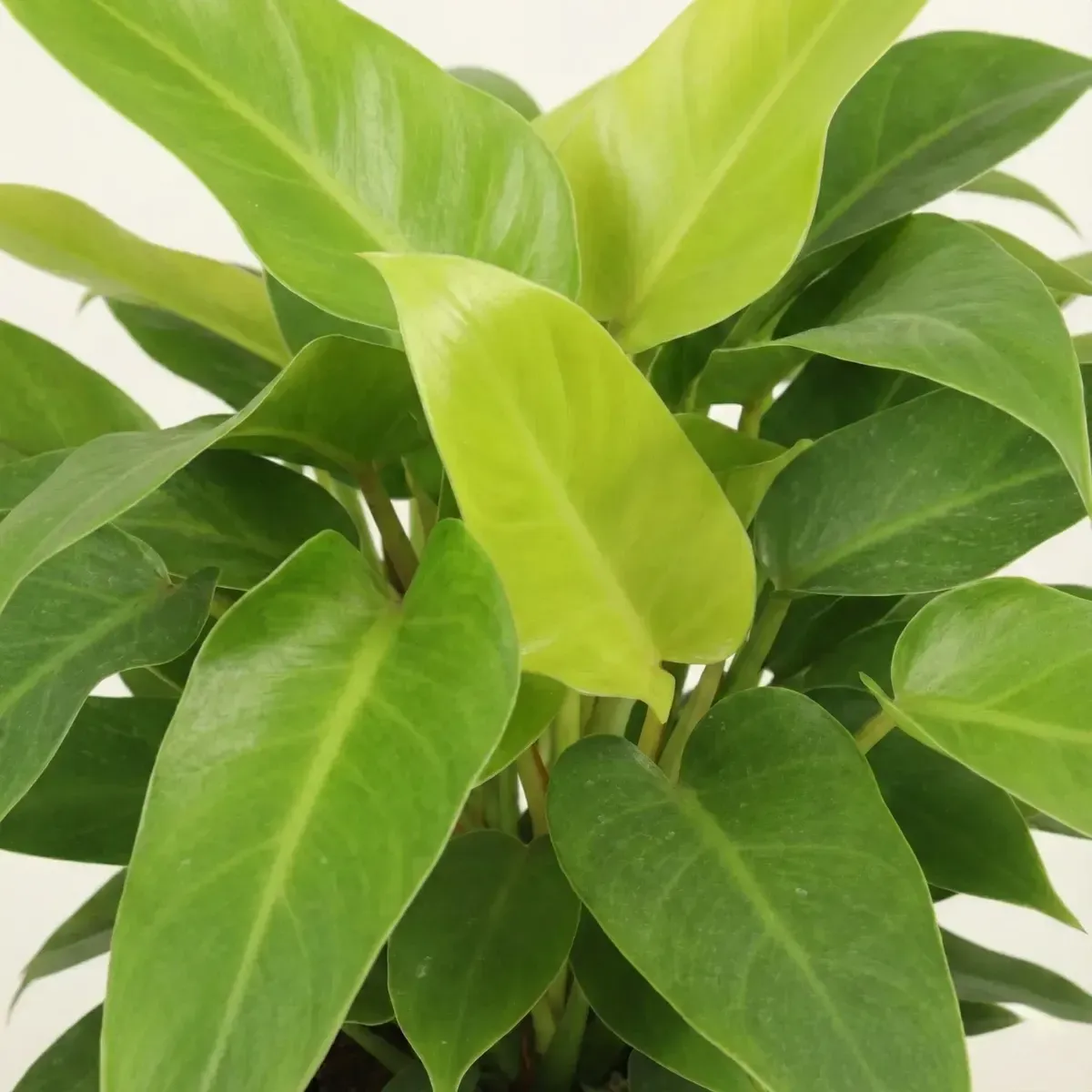 Peace Lily Plant 3